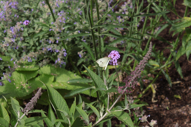 auf einer Blüte sitzt ein Schmetterling (Source: BfDI, Stein) auf einer Blüte sitzt ein Schmetterling
